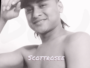 Scottrosee